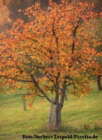 Ein Herbstbaum